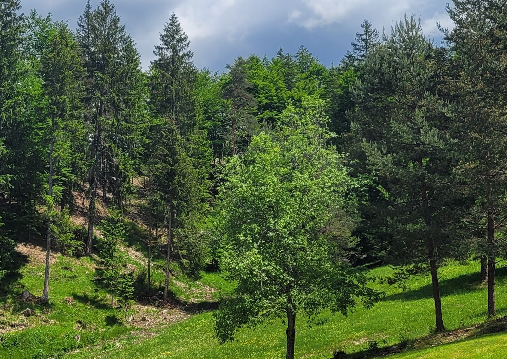 Informazioni sulla raccolta funghi